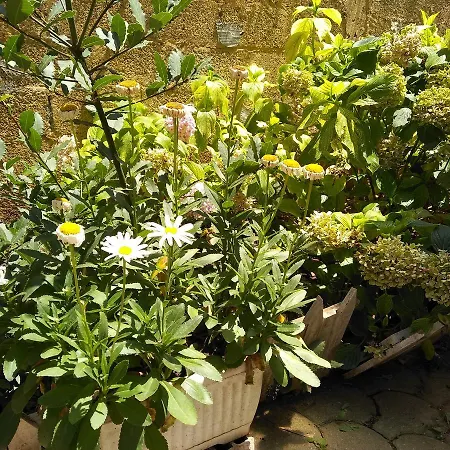 Sweet Guest house *